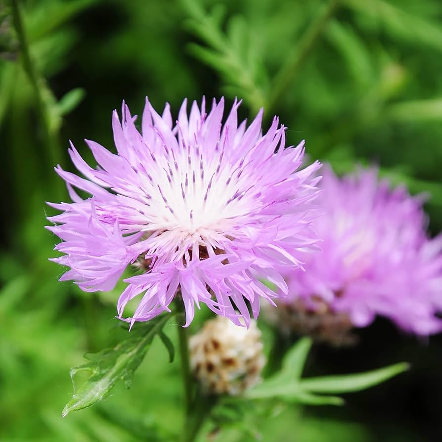 White (centaurea flower Centaurea cyanus aloha blanca annual) for planting in garden